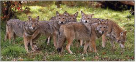 Coyote Season - a small pack of coyotes shown in a grassy field