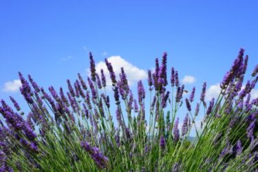 lavender field with a bright blue sky backgroun